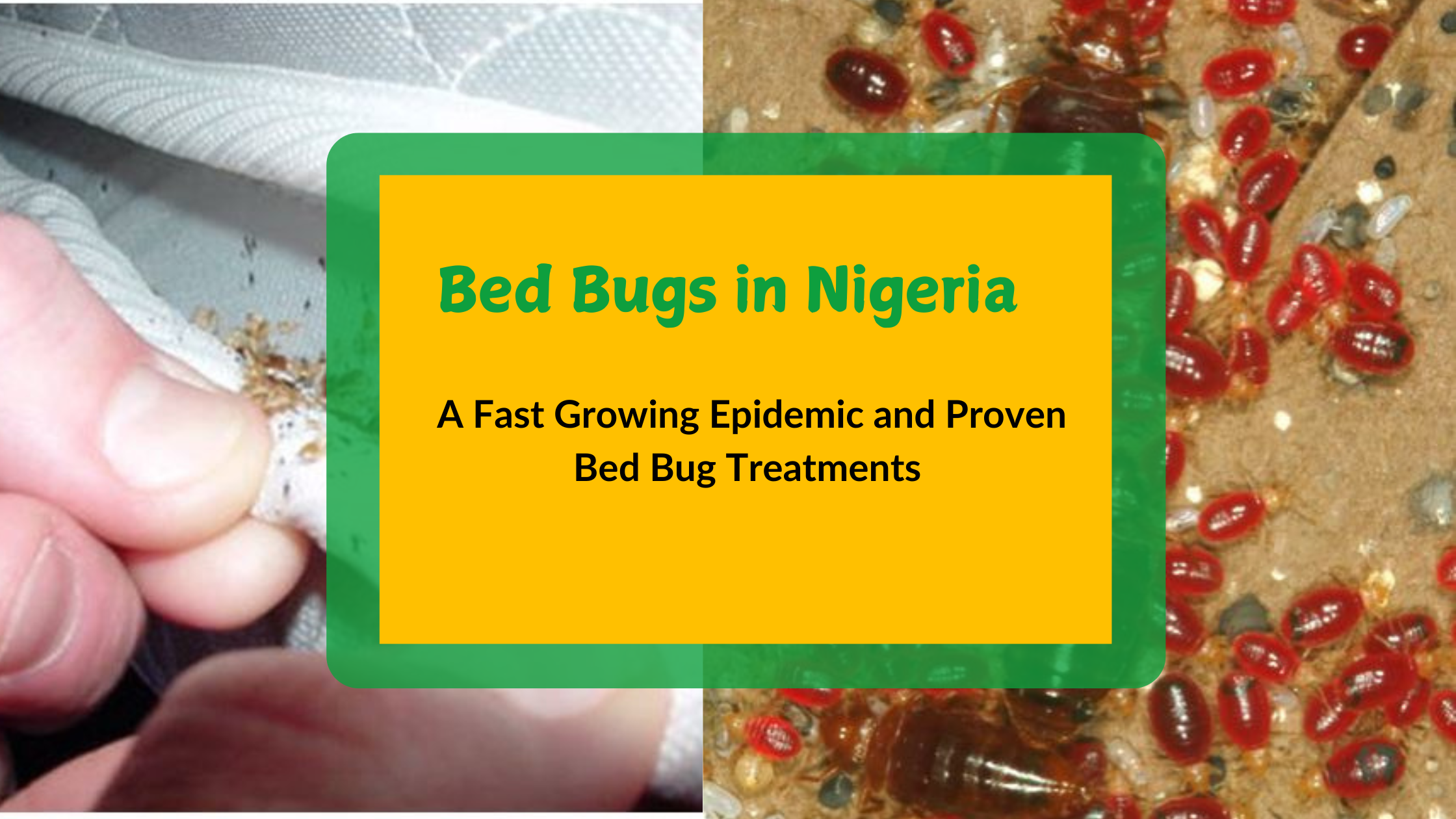 get rid of bed bugs in Nigeria with Ridax