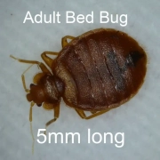 get rid of bedbugs in Nigeria